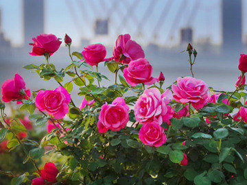 九種華東地區(qū)常見的花灌木