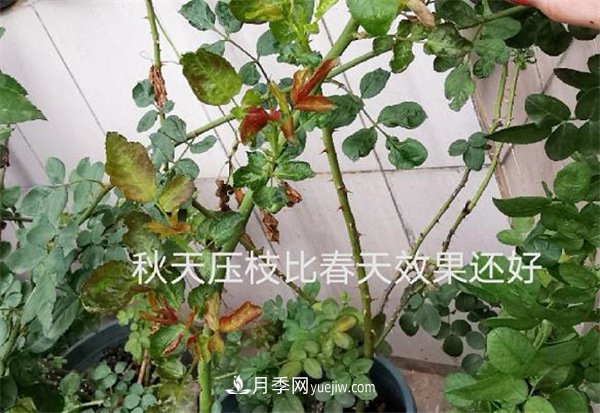 月季開(kāi)花多與少，全看秋冬會(huì)不會(huì)養(yǎng)，2個(gè)工作要做好(圖2)