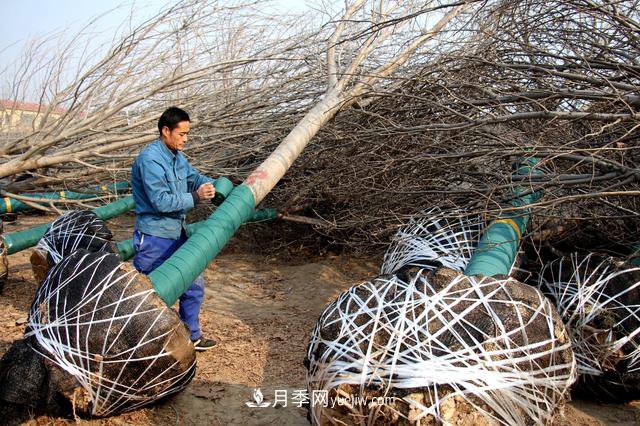 “買全國、賣全國”，濱州冬季苗木交易忙(圖1)