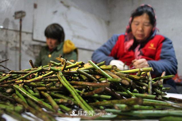 “買全國、賣全國”，濱州冬季苗木交易忙(圖2)