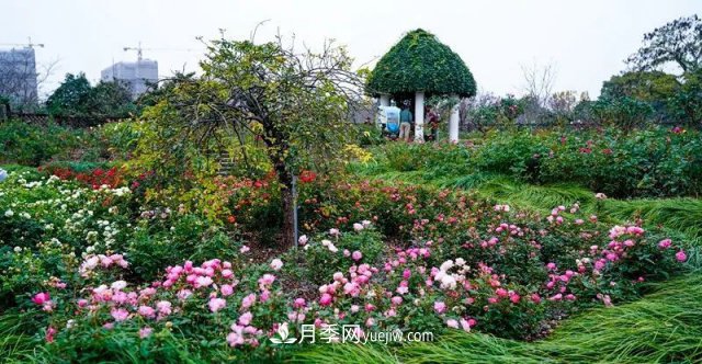 上海植物園內(nèi)部分月季釋放冬季魅力，觀賞區(qū)還在不斷優(yōu)化中(圖3)