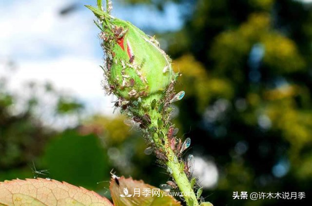 月季病蟲害TOP10排行榜，哪種病害更難纏？給你防治方法(圖8)