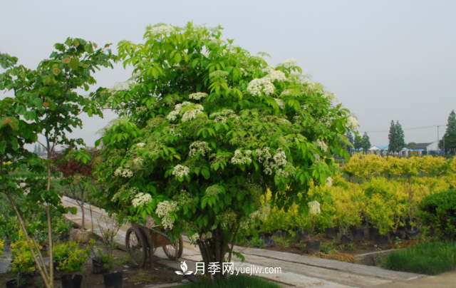 市場前景大好的6種忍冬科植物，你家苗圃有嗎？(圖5)