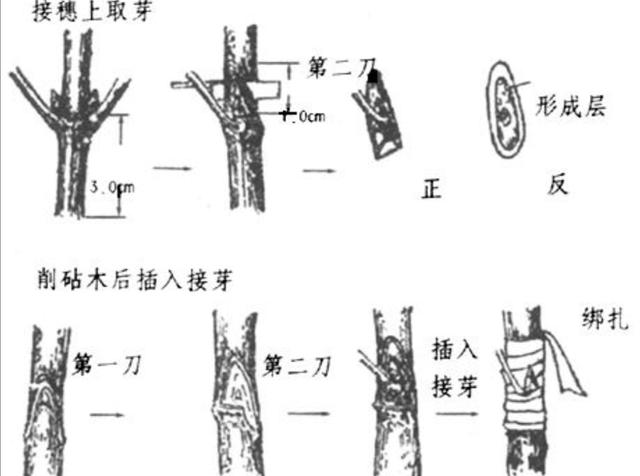 月季養(yǎng)成樹狀，簡單的方法長勢更茂盛開花更多(圖2)