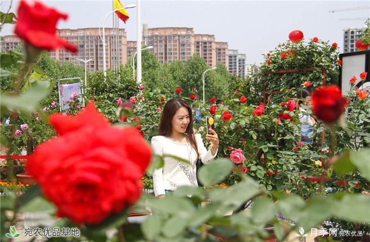 圖說(shuō)南陽(yáng)：月季花開(kāi)美 香飄南陽(yáng)城(圖5)