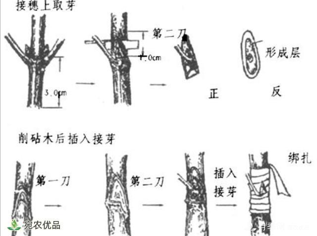 月季養(yǎng)成樹狀，用這種簡單的方法，長勢更茂盛開花更多(圖4)