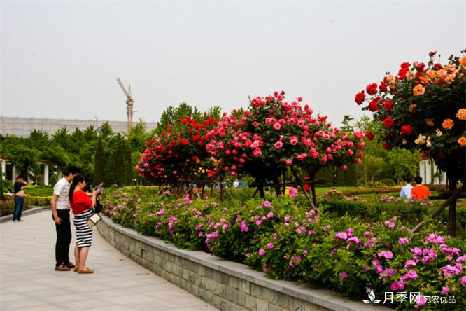 鄭州市第二十二屆月季花展驚艷圖片(圖6)