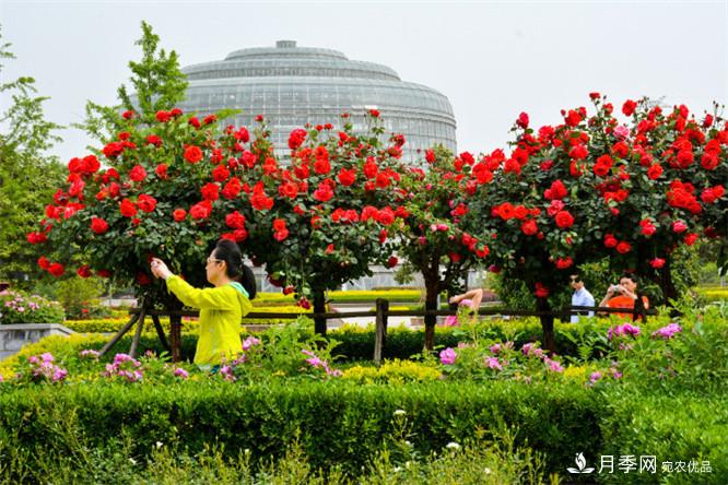 鄭州市第二十二屆月季花展驚艷圖片(圖5)