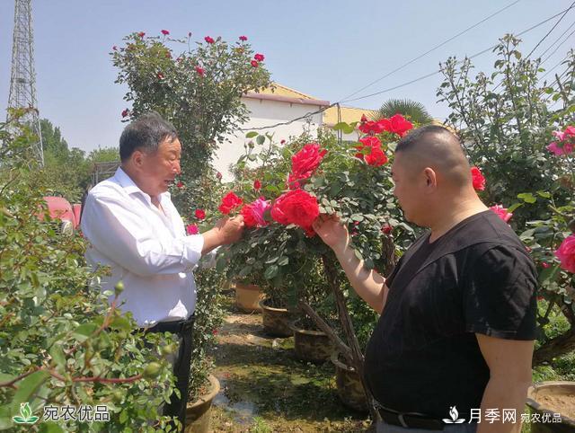 四季花開(kāi)美名揚(yáng)——訪南陽(yáng)“月季大師”蘇金朋、蘇玉果父子(圖1)