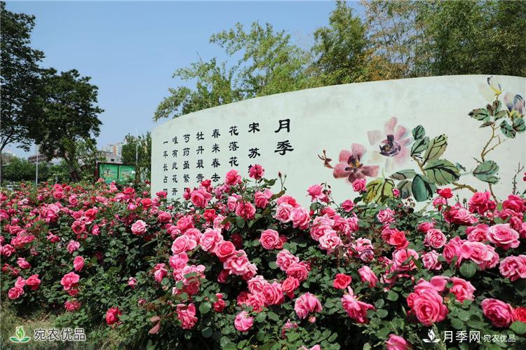 月季花開，南陽月季在園林綠化的場景案例展示(圖1)