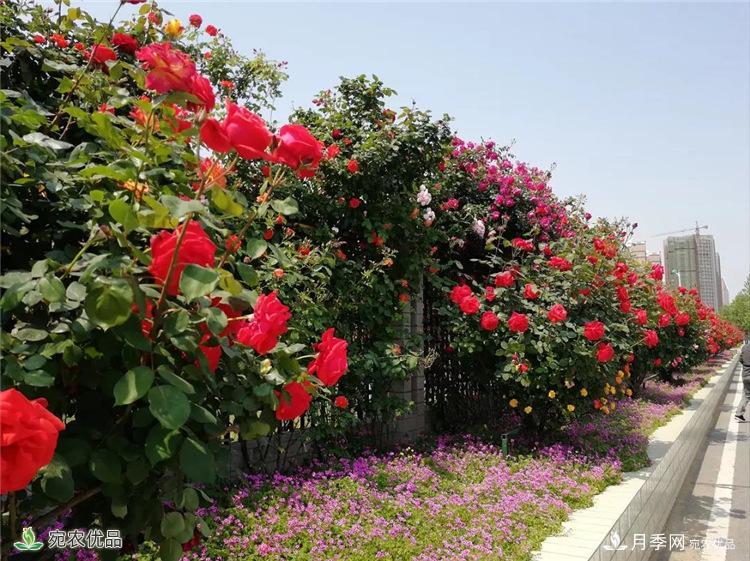 月季花開，南陽月季在園林綠化的場景案例展示(圖3)