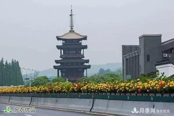 月季史詩，被中國70多個城市選為市花的月季，究竟有怎樣的魅力？(圖2)