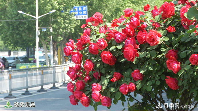 美不勝收芳香怡人！濟寧街頭月季花開正艷(圖1)