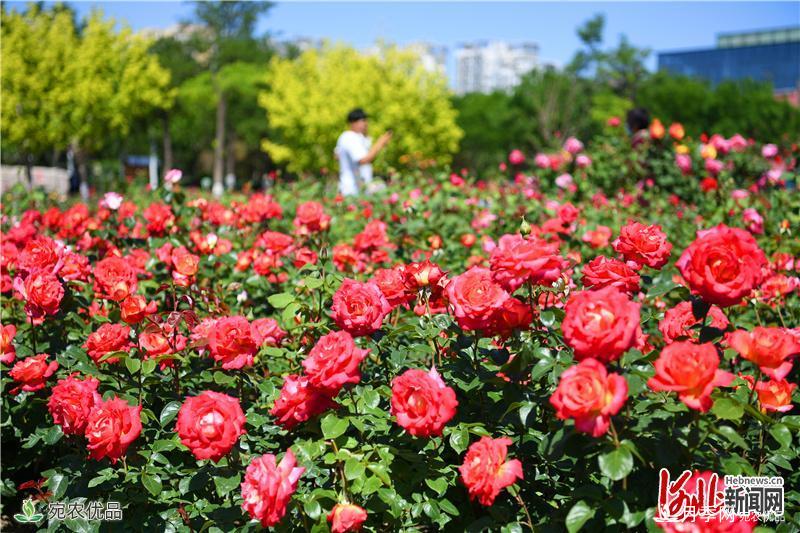 河北廊坊市“月季之城”花正艷(圖4)