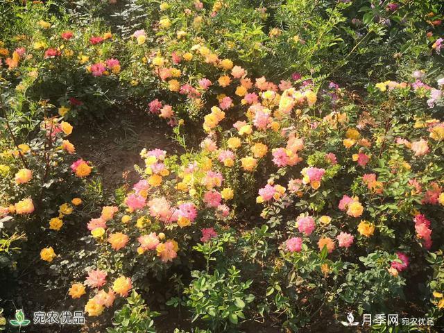 河南南陽鎮(zhèn)平縣趙河公園 五一月季花開美如畫(圖1)