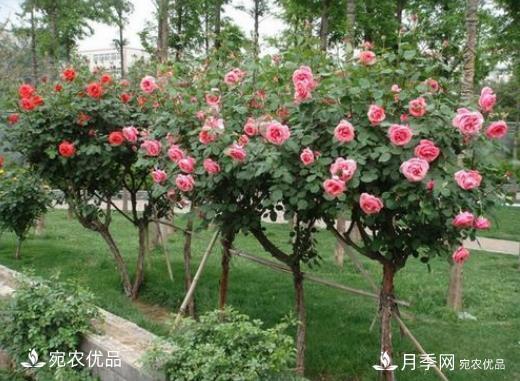 月季花如何修剪？南陽(yáng)月季合作社抓住這3個(gè)時(shí)間修剪花開不斷(圖1)