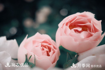 還是容易分的，月季花和薔薇花的區(qū)別(圖7)