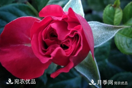 還是容易分的，月季花和薔薇花的區(qū)別(圖4)