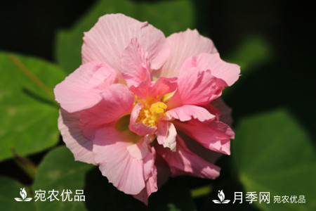 還是容易分的，月季花和薔薇花的區(qū)別(圖6)