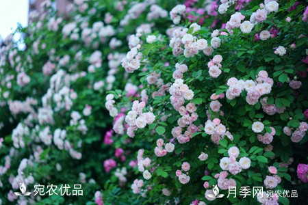 還是容易分的，月季花和薔薇花的區(qū)別(圖3)