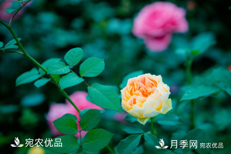 還是容易分的，月季花和薔薇花的區(qū)別(圖2)