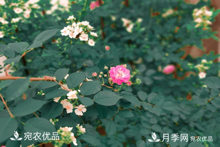 還是容易分的，月季花和薔薇花的區(qū)別(圖5)