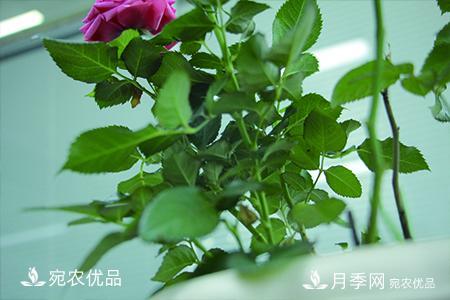 南陽月季教你區(qū)別月季花和玫瑰花(圖2)