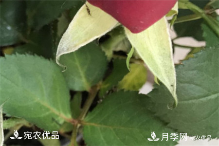 南陽月季教你區(qū)別月季花和玫瑰花(圖3)