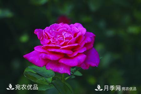 南陽月季教你區(qū)別月季花和玫瑰花(圖6)