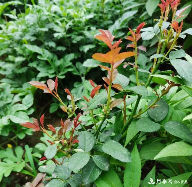 月季花殘花有必要剪嗎？月季花越剪越開(圖3)