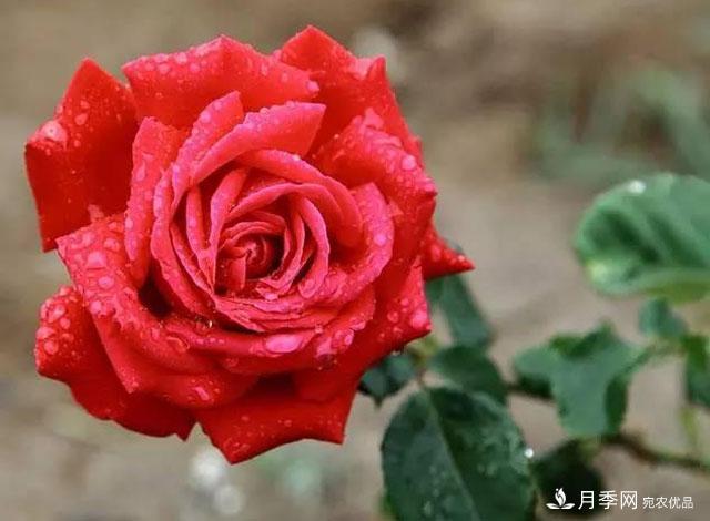 雨后南陽月季公園里的月季花嬌艷欲滴(圖集)(圖1)