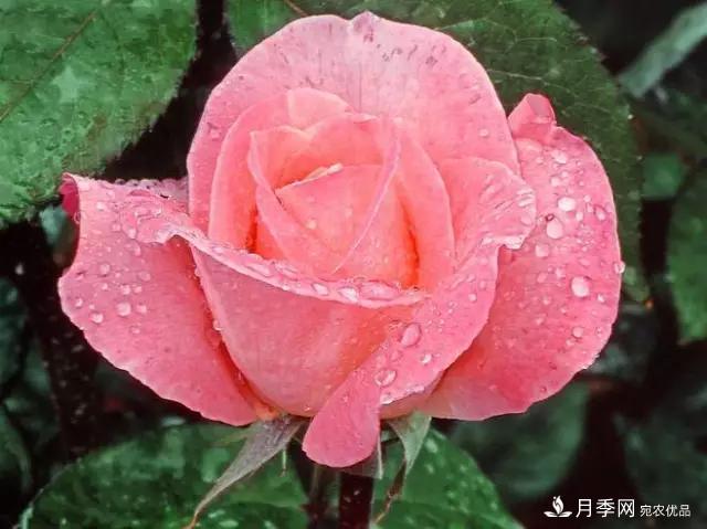 雨后南陽月季公園里的月季花嬌艷欲滴(圖集)(圖8)