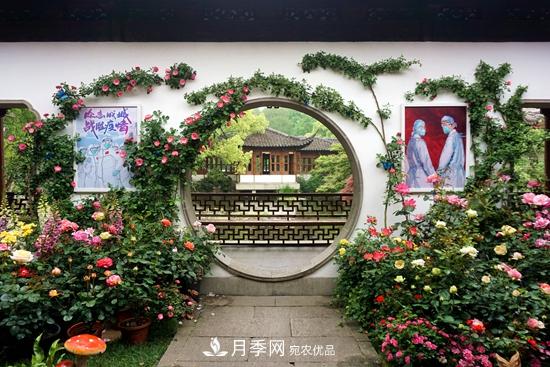 2020第八屆杭州西湖月季花精品展掠影(圖3)