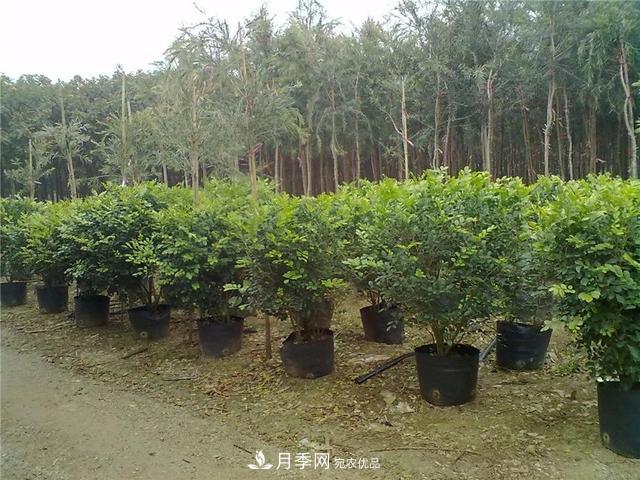 干貨：園林綠化種植技術(shù)17問，你需要掌握苗木知識(shí)(圖1)