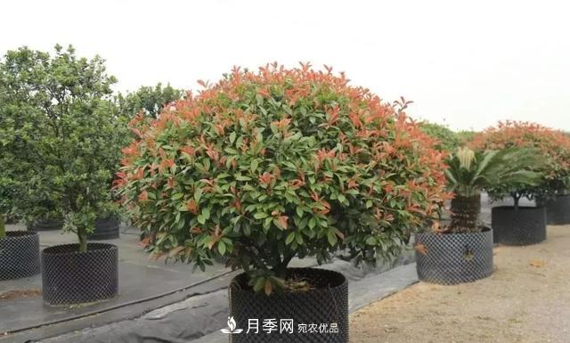 干貨：園林綠化種植技術(shù)17問，你需要掌握苗木知識(shí)(圖2)