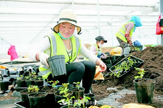 甘肅定西：月季花卉產業(yè)助力脫貧致富(圖1)