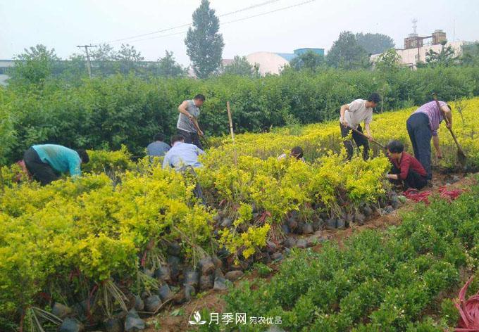 苗木行業(yè)到底需不需要“苗販子”經(jīng)紀人(圖1)