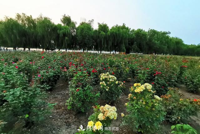 唐山惠豐湖這片月季花海太驚艷，太美了(圖5)