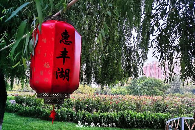 唐山惠豐湖這片月季花海太驚艷，太美了(圖7)