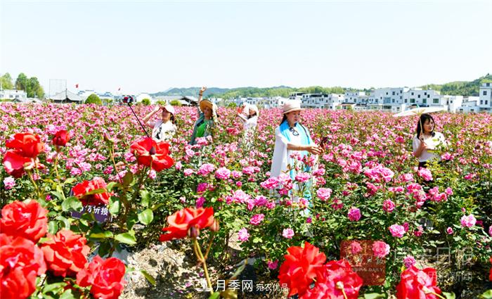 湖北咸寧通城月季收獲花經(jīng)濟(jì)(圖1)