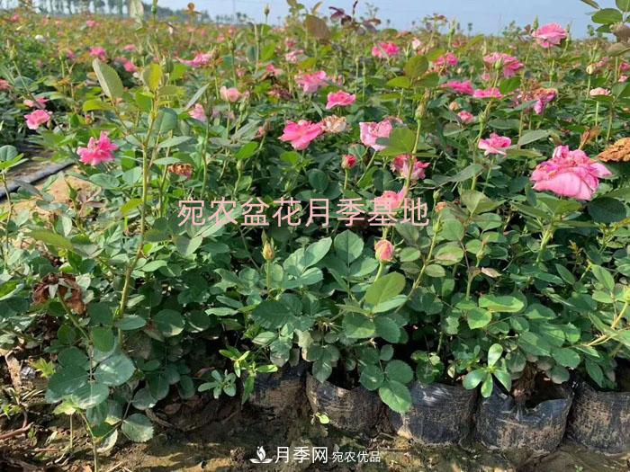 種植盆栽月季花用什么土好？(圖1)