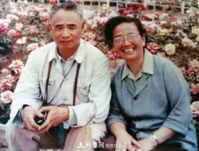 月季夫人蔣恩鈿，是她把月季花種到了人民大會(huì)堂(圖5)