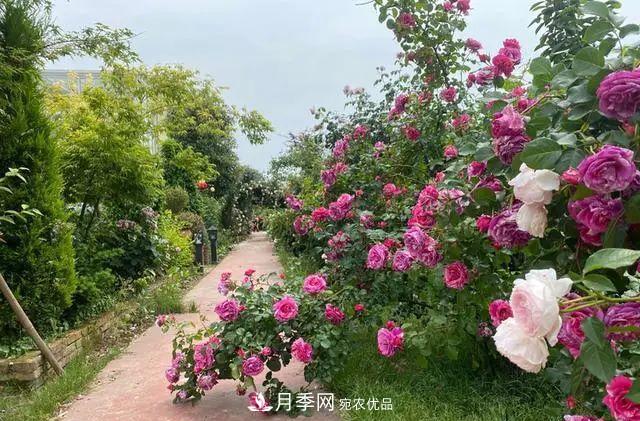 月季爆紅朋友圈！浙江這個(gè)80后男人擁有自己的夢幻花園(圖1)