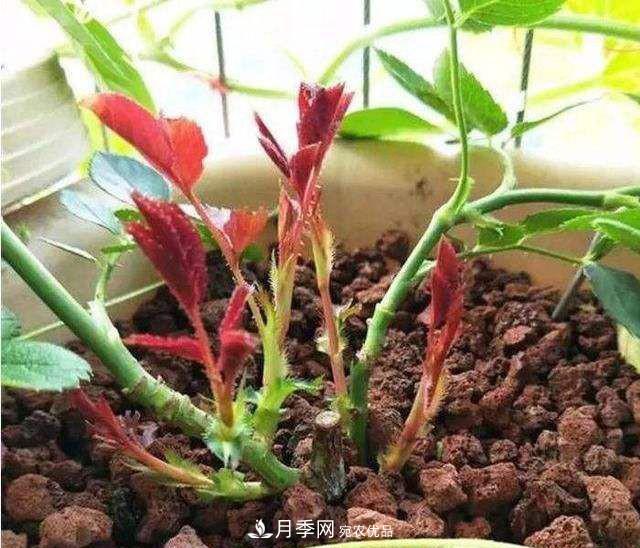 如何讓月季新芽多？4招“促芽”方法，秋天再來一大波(圖2)