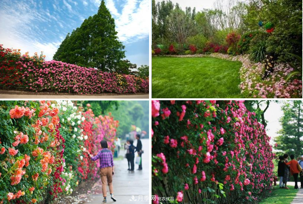 被稱京南***美花園 河北滄州肅寧國際月季博覽園大觀(圖10)