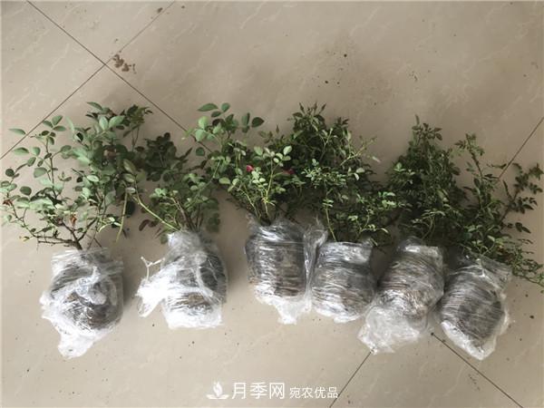 種植時間，月季苗什么季節(jié)種好？夏天能移栽月季苗么？(圖2)