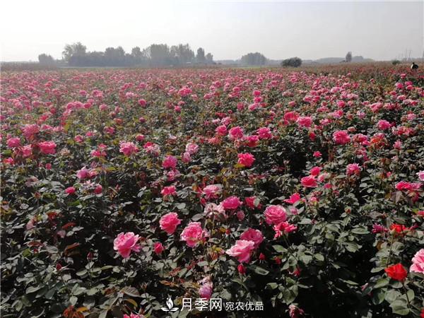 種植時間，月季苗什么季節(jié)種好？夏天能移栽月季苗么？(圖4)