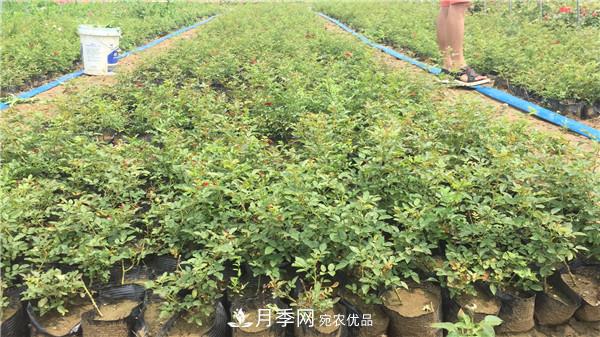 種植時間，月季苗什么季節(jié)種好？夏天能移栽月季苗么？(圖3)