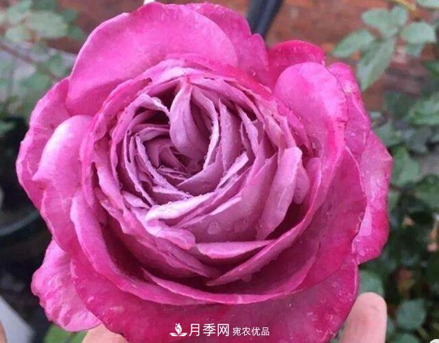 月季花什么品種好看？9大驚艷花友的月季品種(圖3)