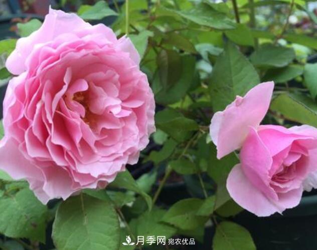 月季花什么品種好看？9大驚艷花友的月季品種(圖6)